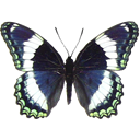 Banded Purple - Limenitis arthemis icon